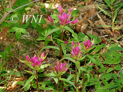 Raup’s Indian-paintbrush (Castilleja raupii)